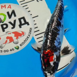 Карп Кои Израиль селекция премиум Matsukawabake - 25см "Лот 9"