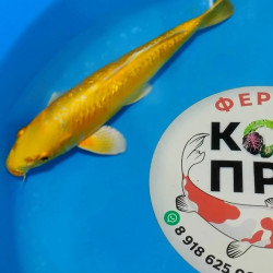 Карп Кои Израиль селекция премиум Yamabuki Gin-Rin - 30см "Лот 15"
