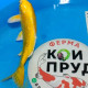 Карп Кои Израиль селекция премиум Yamabuki Gin-Rin - 30см "Лот 15"