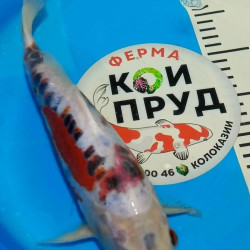 Карп Кои Израиль селекция премиум Shusui - 31см "Лот 13"