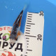 Карп Кои Израиль премиум класса Shusui Gin-Rin - 17см "Лот 19"