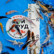 Карп Кои Микс 6-10 см, Шисуи, Санке, Платина, Ямабуки, Кохаку, и т.д.