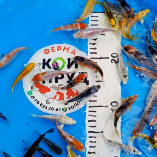 Карп Кои Микс 6-10 см, Шисуи, Санке, Платина, Ямабуки, Кохаку, и т.д.