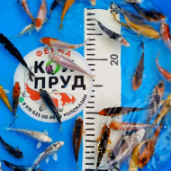 Карп Кои Микс 6-10 см, Шисуи, Санке, Платина, Ямабуки, Кохаку, и т.д.