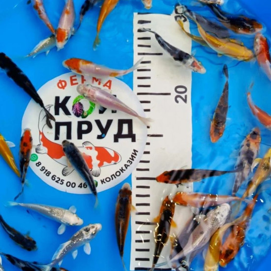Карп Кои Микс 6-10 см, Шисуи, Санке, Платина, Ямабуки, Кохаку, и т.д.