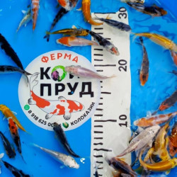 Карп Кои Микс 6-10 см, Шисуи, Санке, Платина, Ямабуки, Кохаку, и т.д.