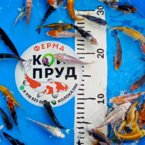 Карп Кои Микс 6-10 см, Шисуи, Санке, Платина, Ямабуки, Кохаку, и т.д.