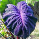 Колоказия Violet black ( вилетт блэк) Колоказия Violet black ( вилетт блэк)