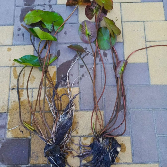 Нимфея - Поцелуй небес